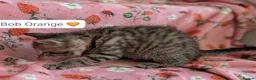 Maine Coon cats for sale: Maine Coon Cross Kittens - Advert 30