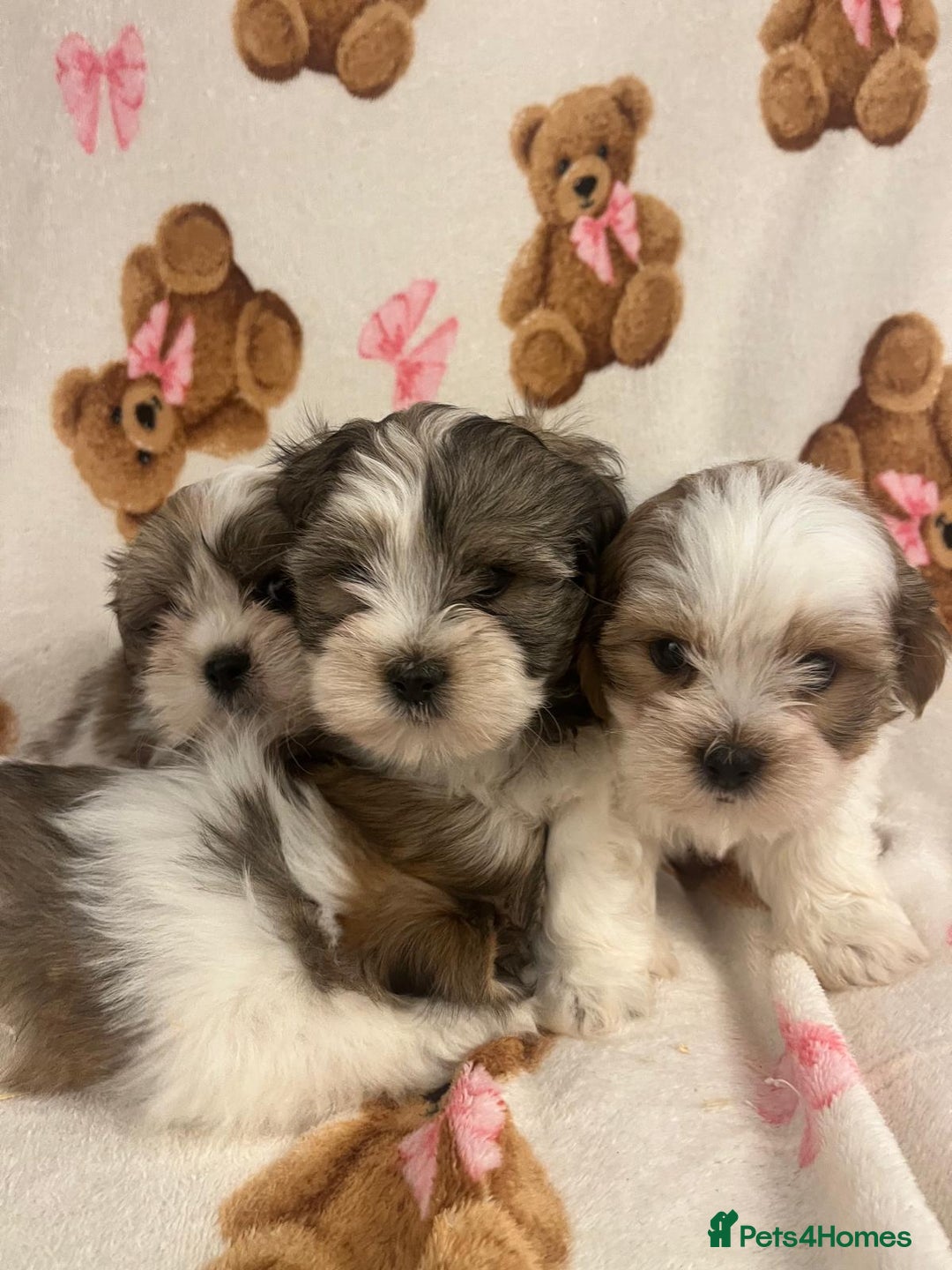 Shih Tzu dogs for sale: Shih Tzu Puppies  - Advert 8