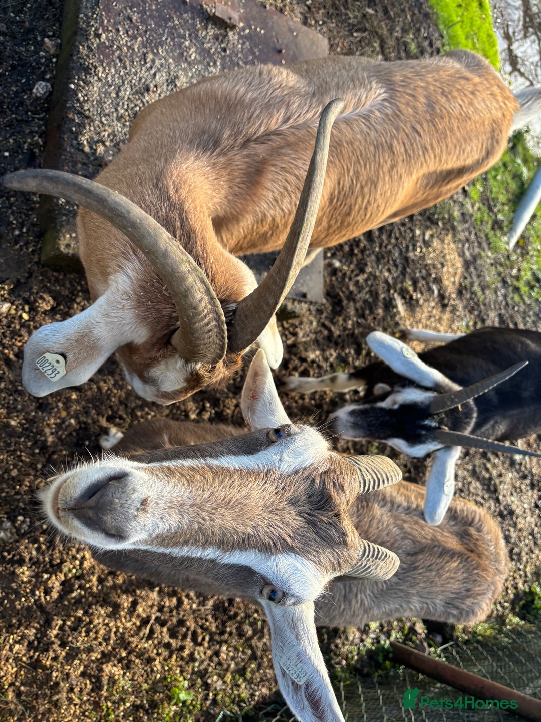 Goats livestock for sale: 3 Toggenburg Nanny Goats - Advert 5