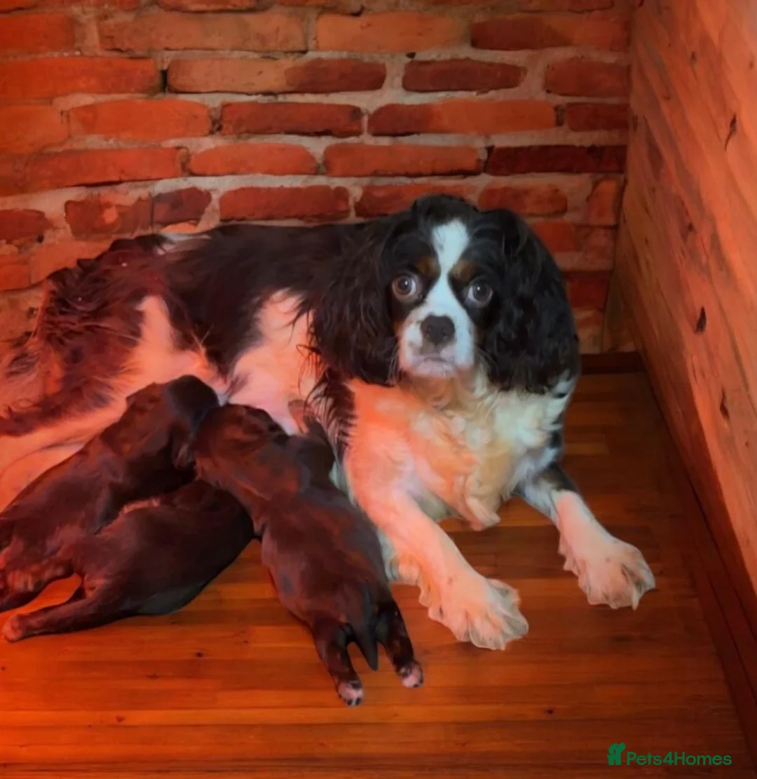 Cavalier King Charles Spaniel dogs for sale: 🌟 Chocolate & Tan Cavalier King Charles🌟  - Advert 6