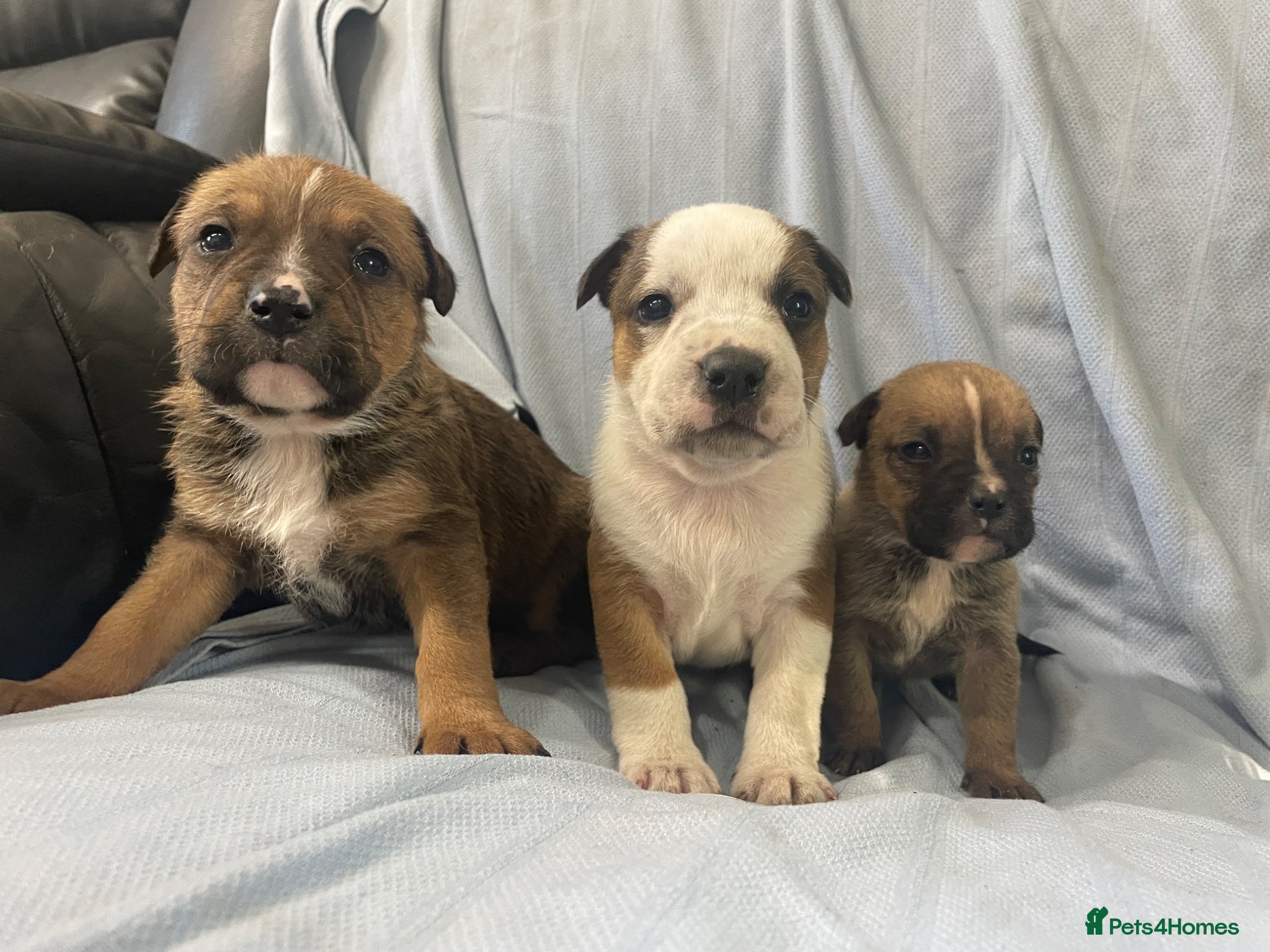 Mixed Breed dogs German shepherd x Staff litter - super friendly - Advert 1