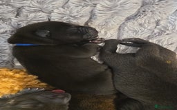 Mixed Breed dogs for sale: Chaffy puppies - Image 16