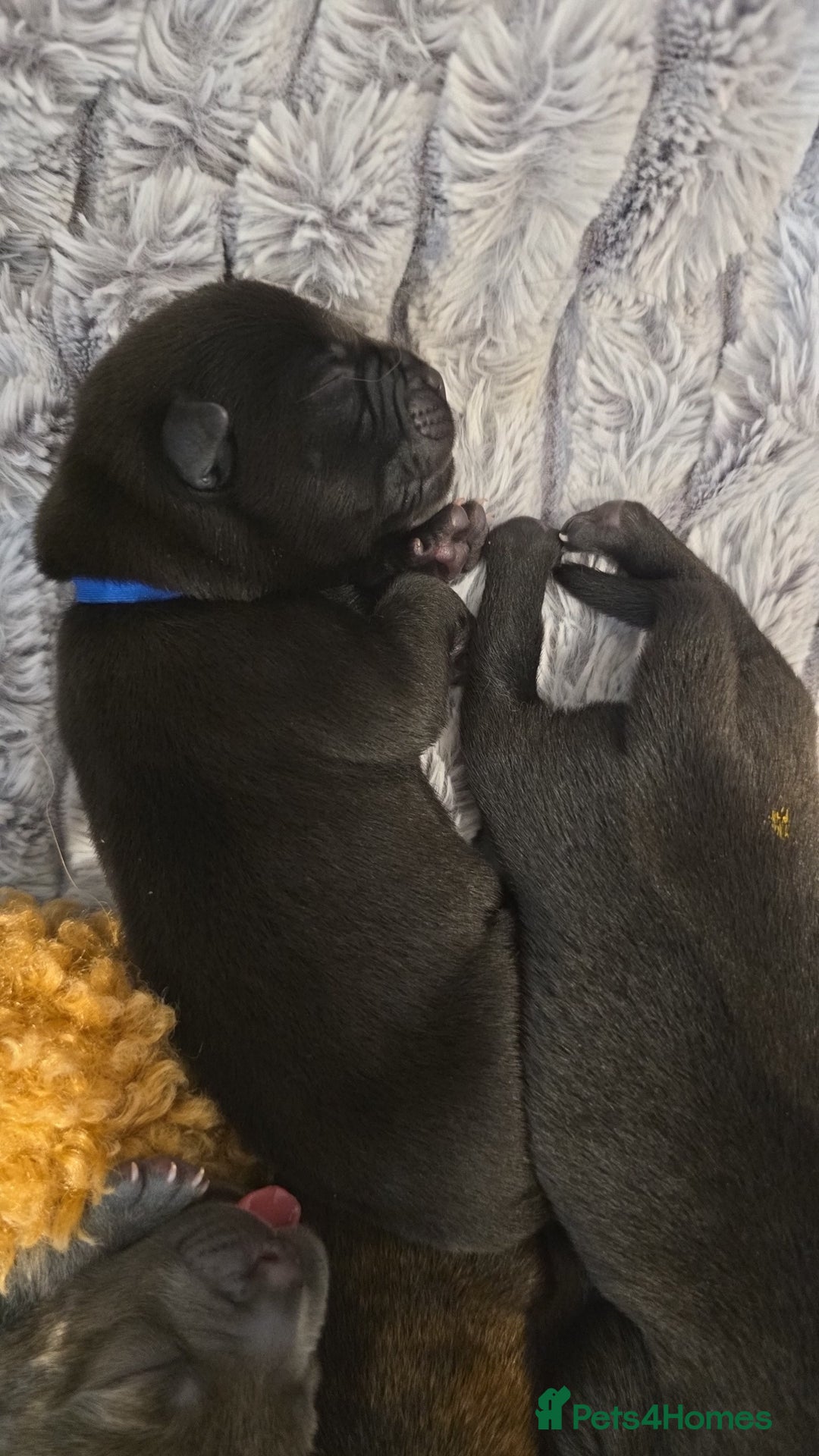 Mixed Breed dogs for sale: Chaffy puppies - Image 16