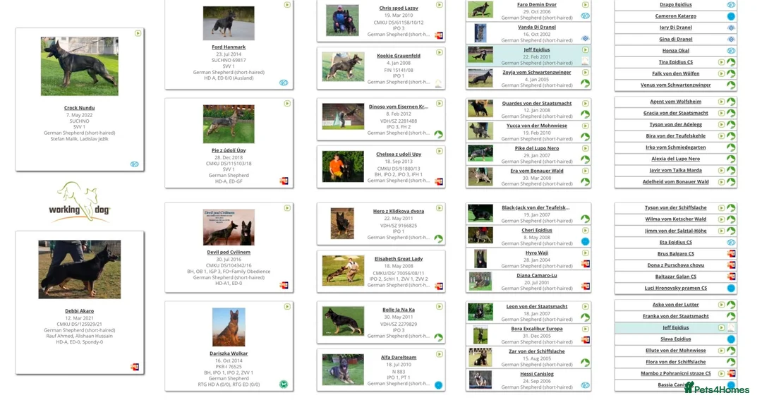 German Shepherd dogs for sale: SUPERIOR PEDIGREE BI COLOUR FEMALE - Advert 2