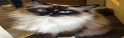 Ragdoll cats for sale: Beautiful majestic Azina - Advert 1