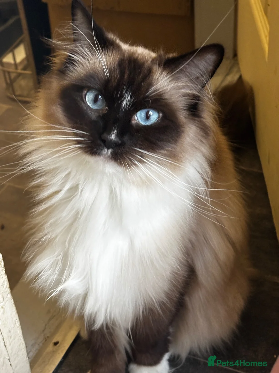 Ragdoll cats for sale: Beautiful majestic Azina - Advert 1