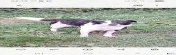 Border Collie dogs for sale: Beautiful collie pupa in Ilkley - Advert 8