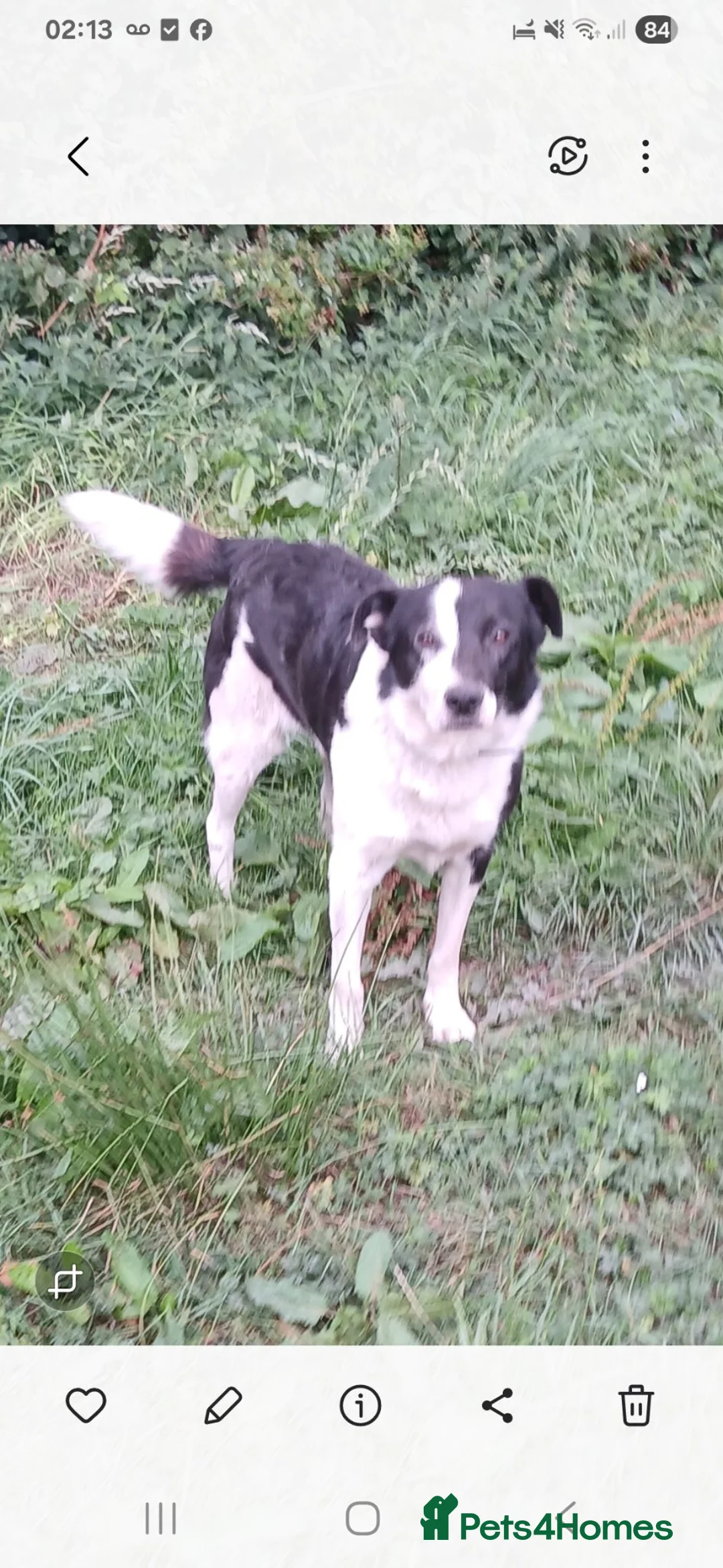 Border Collie dogs for sale: Beautiful collie pupa in Ilkley - Advert 8