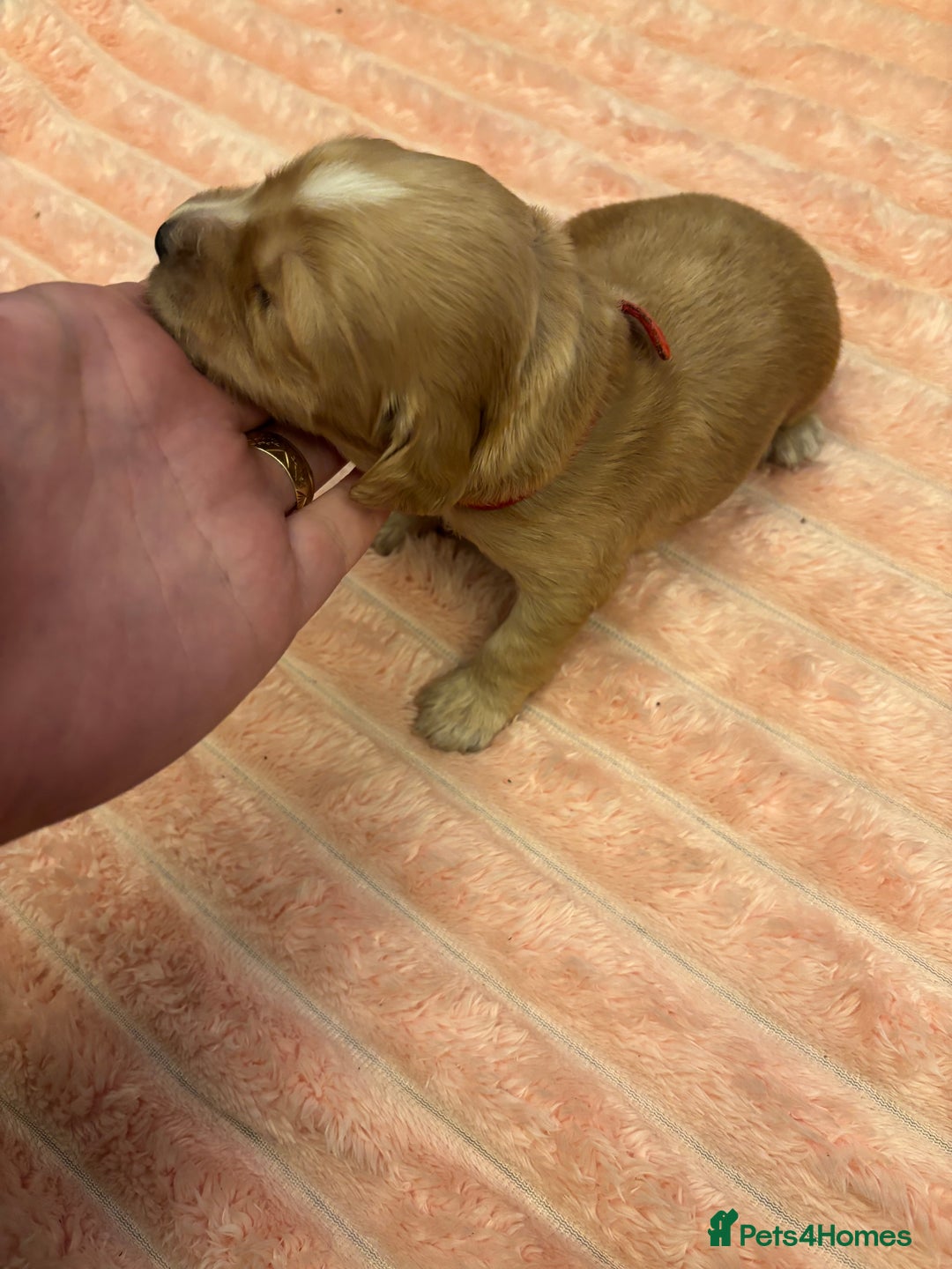 Cocker Spaniel dogs for sale: 6 beautiful cocker spaniels ALL DEPOSIT PAiD - Advert 12