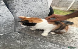 Maine Coon cats for sale: Mainecoon cross kitrens - Image 5