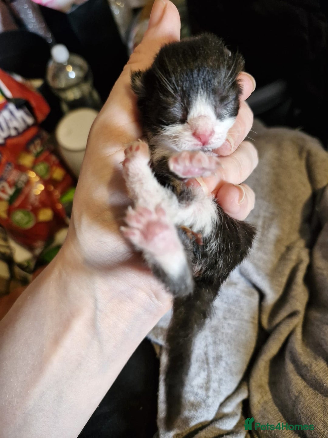 Mixed Breed cats for sale: Stunning Short-hair Kittens - Advert 11