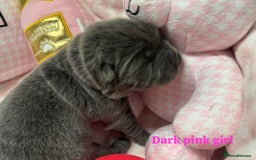 Chow Chow dogs for sale: 🩷🏆Stunning KC registered Chow Chow puppies🏆💙 - Image 19