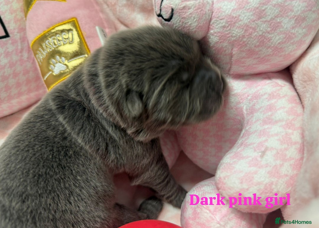 Chow Chow dogs for sale: 🩷🏆Stunning KC registered Chow Chow puppies🏆💙 - Image 19