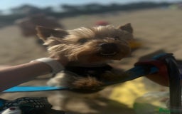 Yorkshire Terrier dogs for stud: Beautiful Yorkie Stud Dog Available in Wigan - Image 2