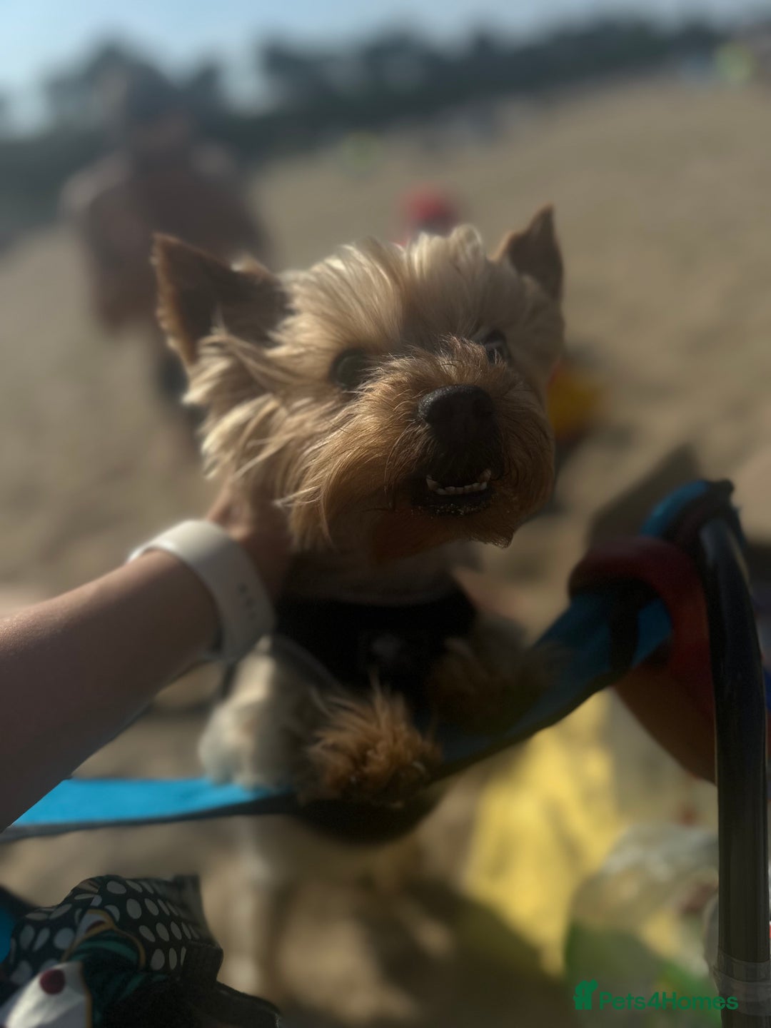 Yorkshire Terrier dogs for stud: Beautiful Yorkie Stud Dog Available in Wigan - Image 2
