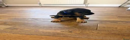 Dobermann dogs for sale: Dobermann puppies available - loving homes wanted  - Advert 18