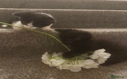 Mixed Breed cats for sale: Beautiful kittens ready for there forever homes - Image 3
