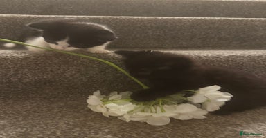 Mixed Breed cats - Advert 15