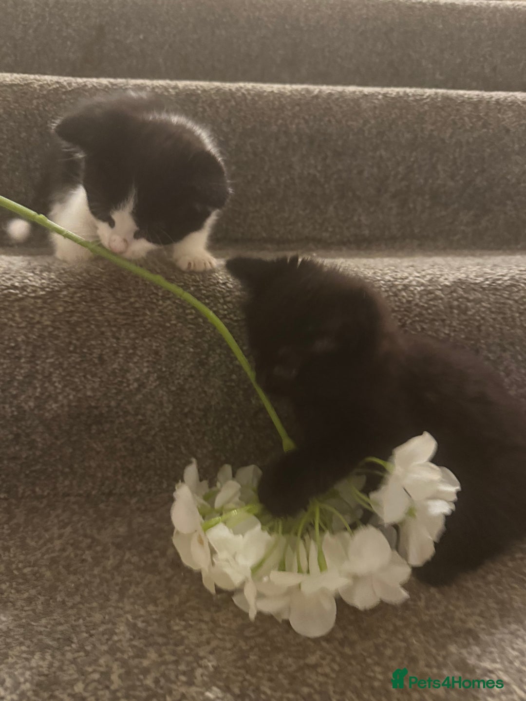 Mixed Breed cats for sale: Beautiful kittens ready for there forever homes - Image 3