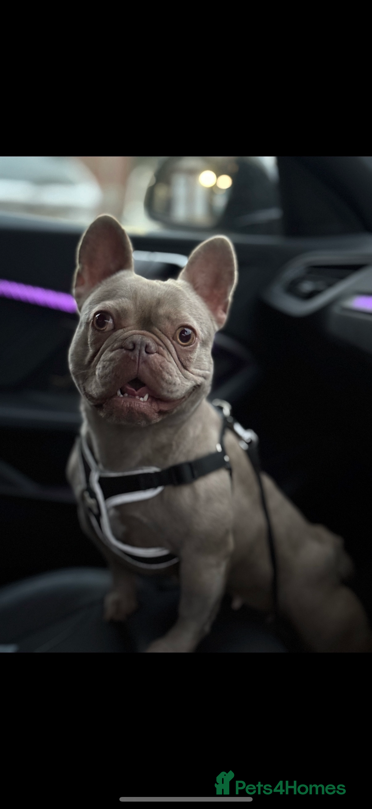 French Bulldog dogs Newshade frenchie girl - Advert 1