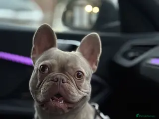 French Bulldog dogs Newshade frenchie girl - Advert 2