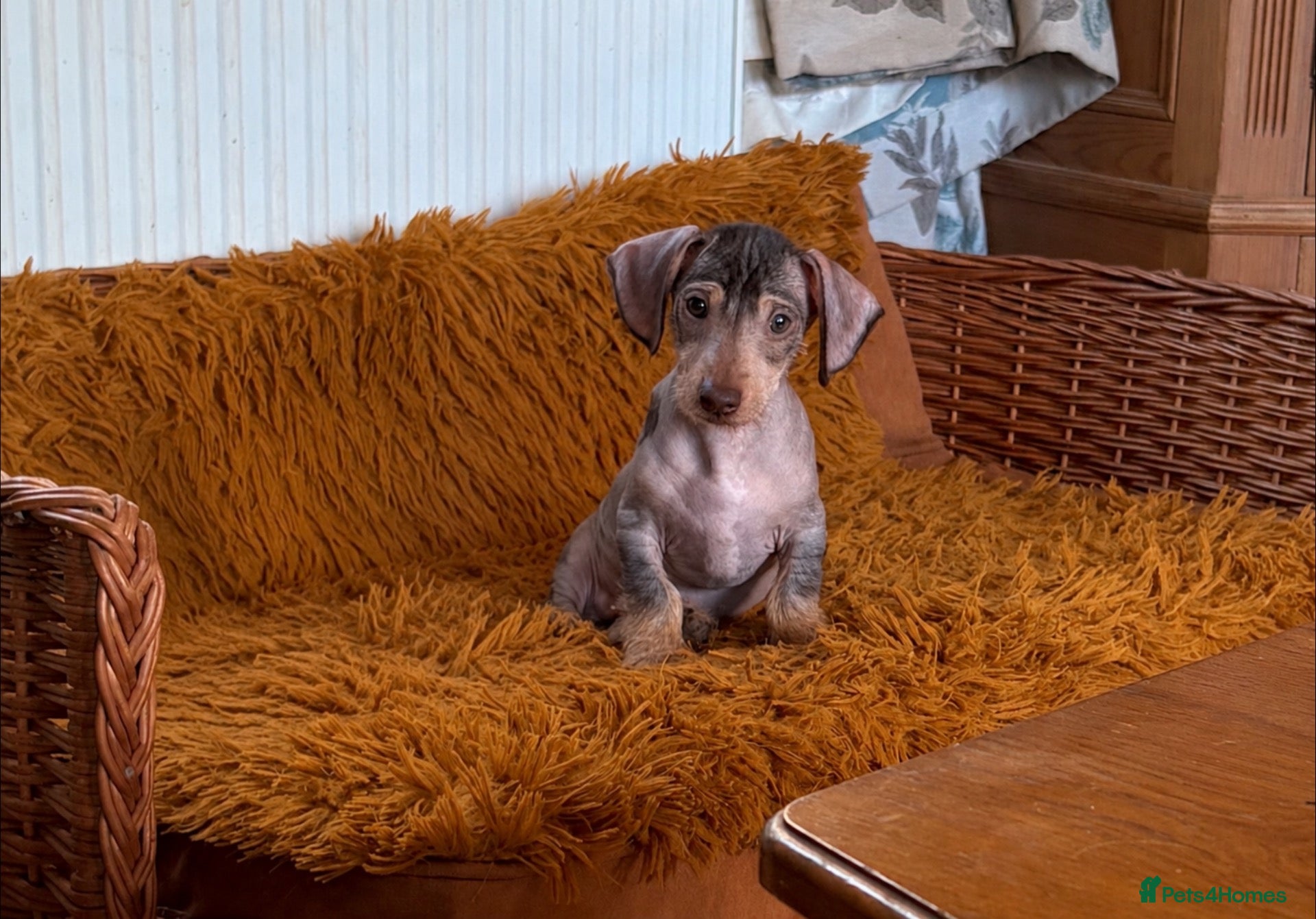 Mixed Breed dogs Chichi x mini wirehaired dachshund  - Advert 1