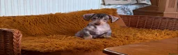 Mixed Breed dogs for sale: Chichi x mini wirehaired dachshund  - Advert 1