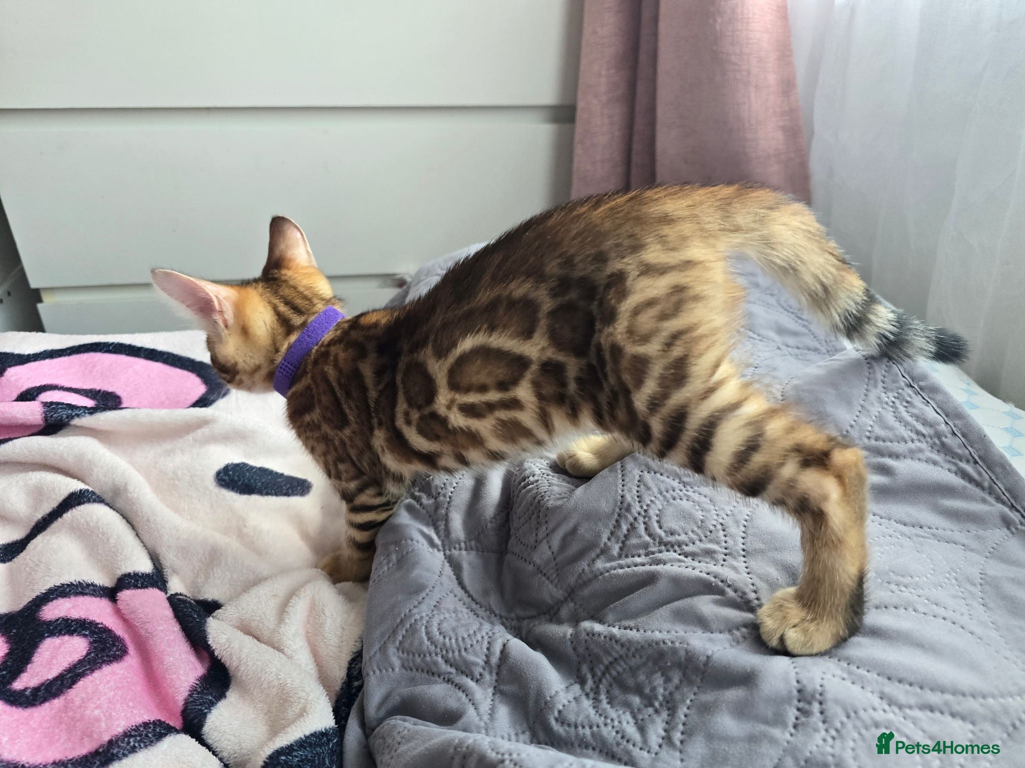 Bengal cats 😺5 Exceptional Bengal Kittens 😸 male - Advert 2