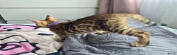 Bengal cats for sale: 😺5 Exceptional Bengal Kittens 😸 male - Advert 2