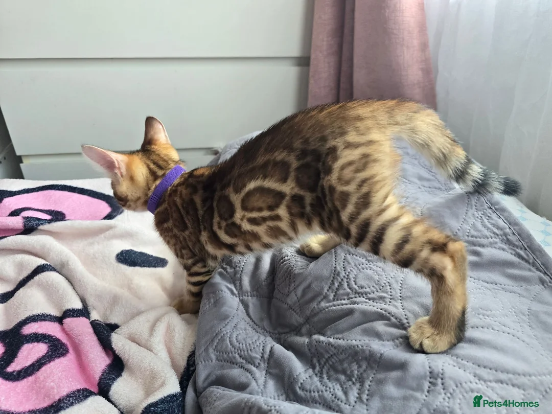 Bengal cats for sale: 😺5 Exceptional Bengal Kittens 😸 male - Advert 2