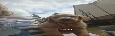 Goldador 6