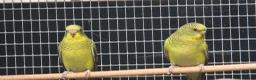 Budgerigars birds for sale: Young blackwing and other budgies  - Advert 5