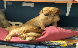 Labrador Retriever dogs for sale: Lovely Labrador puppies ready for new home 💕 - Image 9