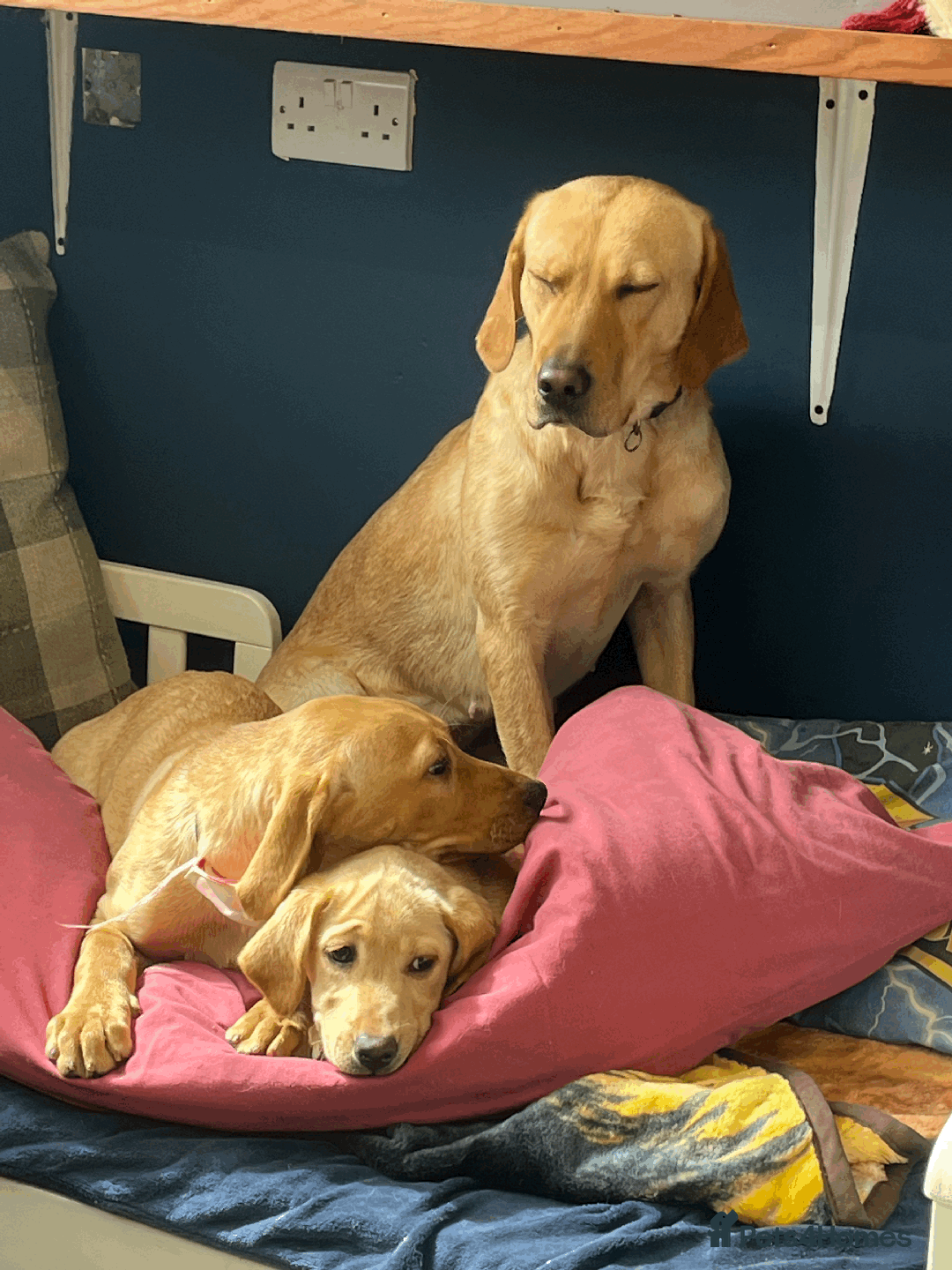Labrador Retriever dogs for sale: Lovely Labrador puppies ready for new home 💕 - Image 9