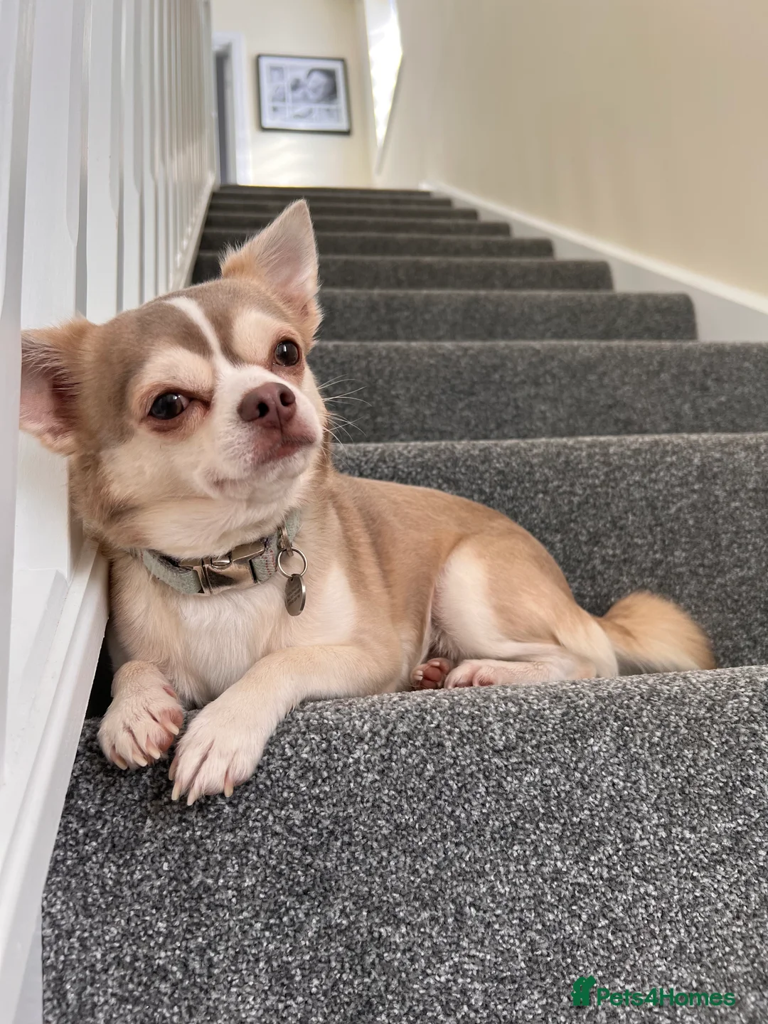 Chihuahua dogs for stud: Unique Chihuahua for Stud 🐾 in Southampton - Advert 12