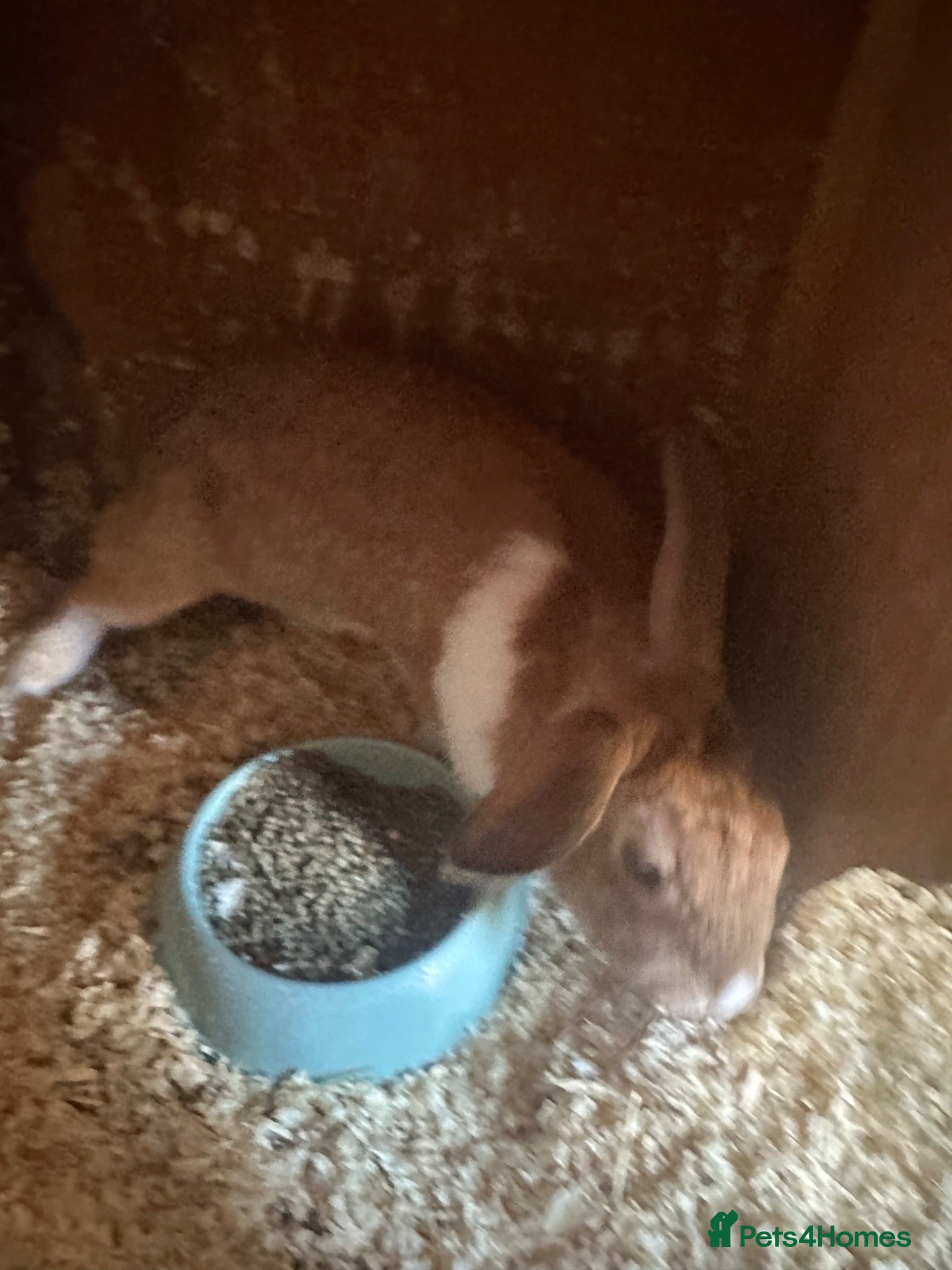 Mixed Breed rabbits Fudge needs a loving home  - Advert 3
