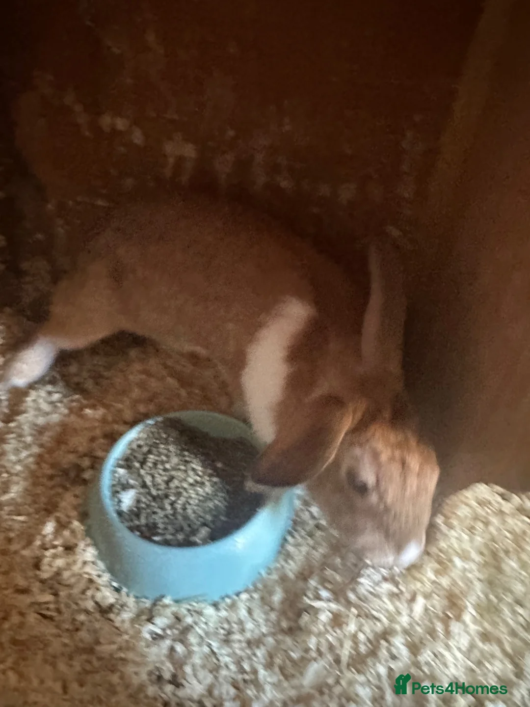 Mixed Breed rabbits for sale: Fudge needs a loving home  - Advert 1