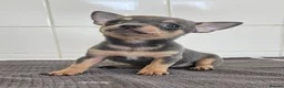 Chihuahua dogs for sale: Beautiful Short-haired chihuahua puppies  - Advert 6