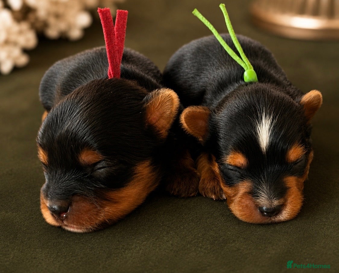 Yorkshire Terrier dogs ❣️ Beautiful Miniature Yorkshire Terrier Puppies❣️ - Advert 2