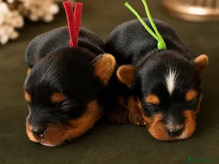 Yorkshire Terrier dogs ❣️ Beautiful Miniature Yorkshire Terrier Puppies❣️ - Advert 1