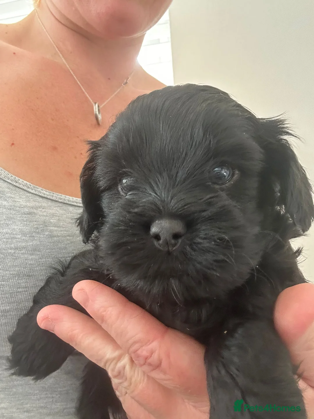 Miniature Poodle dogs for stud: Stunning proven KC health tested Red Stud in Reading - Advert 22