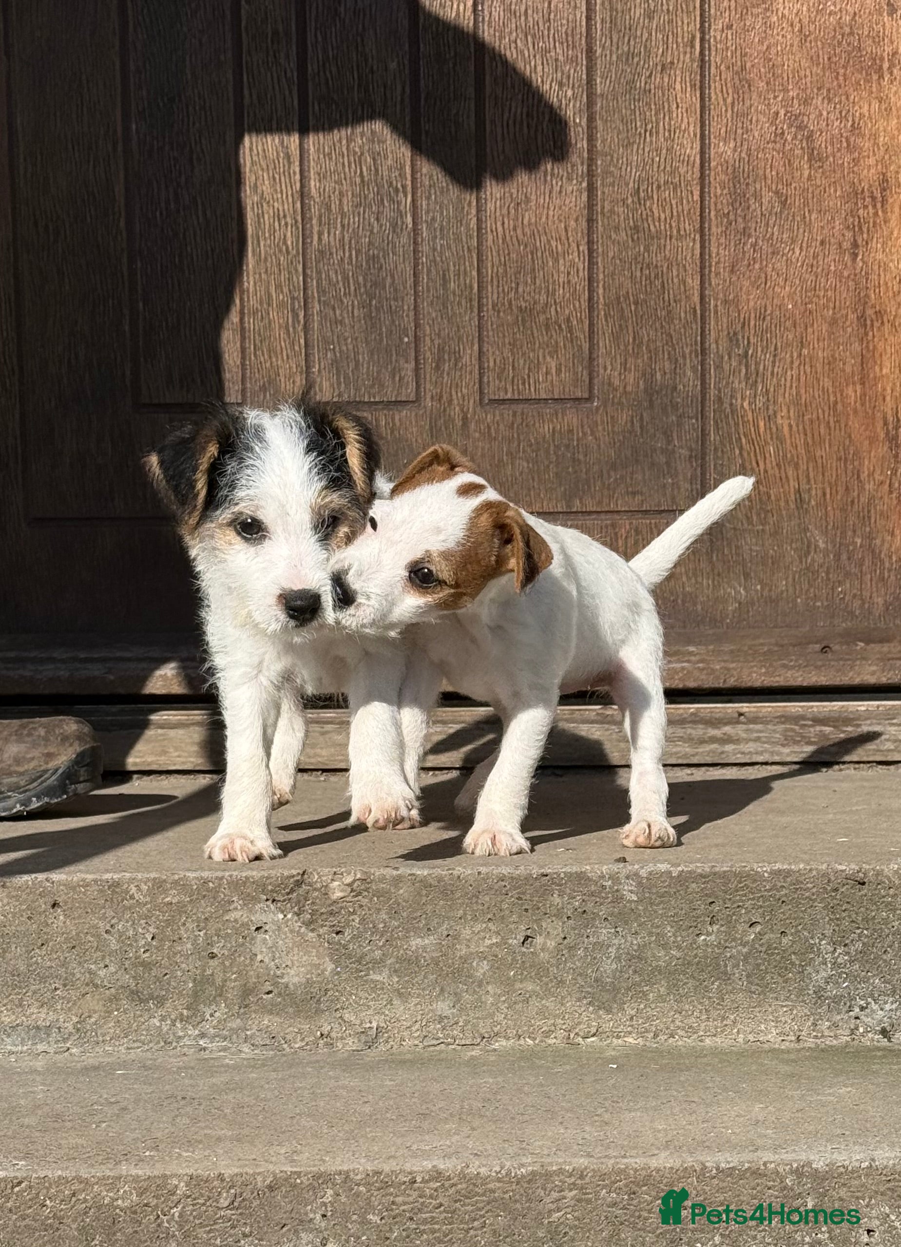 Parson Russell dogs Parson Russell Terrier - Advert 1