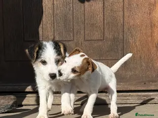 Parson Russell dogs Parson Russell Terrier - Advert 1