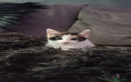 Mixed Breed cats for sale: Stunning kittens available now  - Image 37