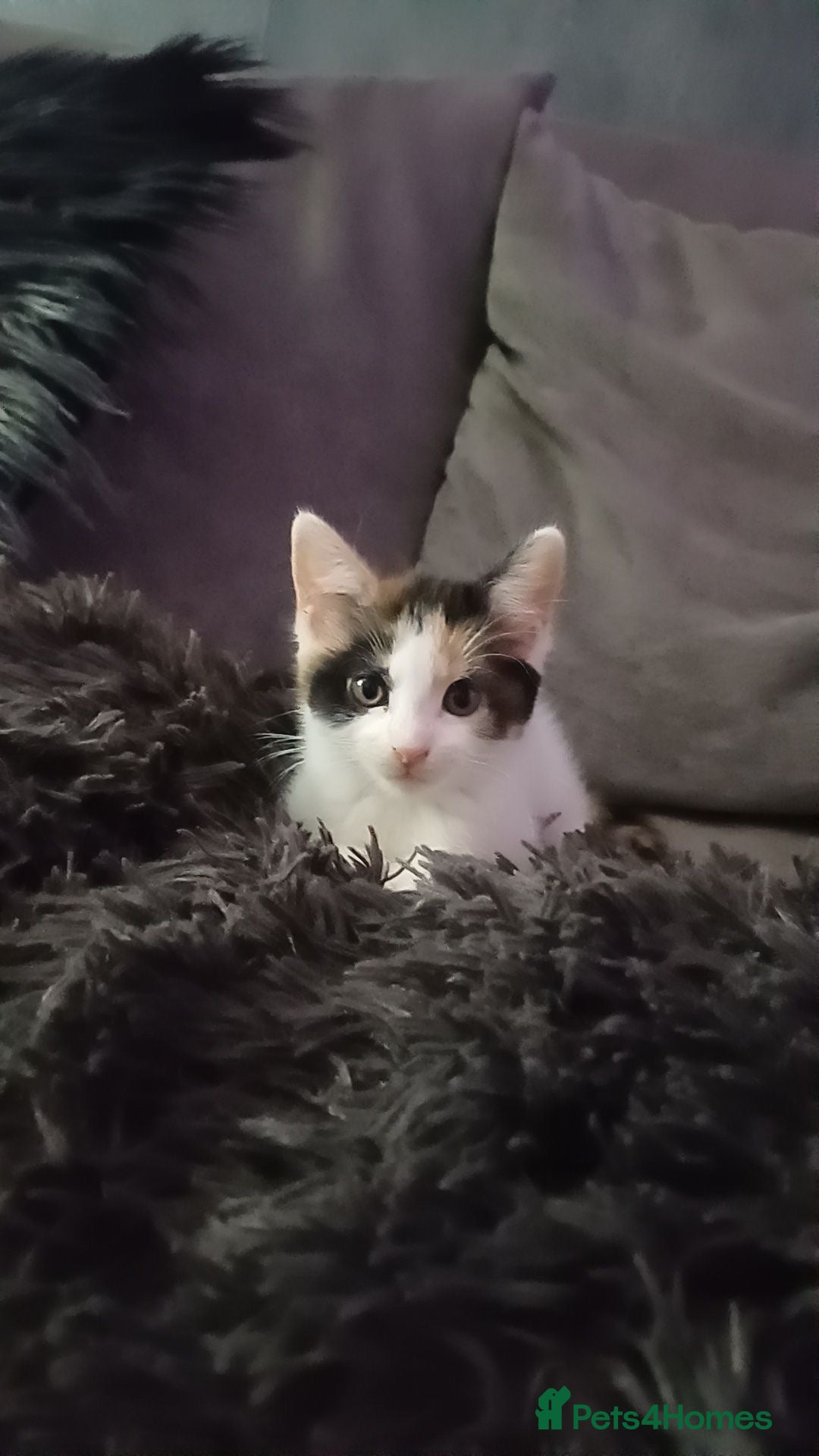 Mixed Breed cats for sale: Stunning kittens available now  - Image 37