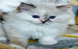 Ragdoll cats for sale: Stunning Ragdoll kitten SHOW/BREEDING -GCCF   - Image 32