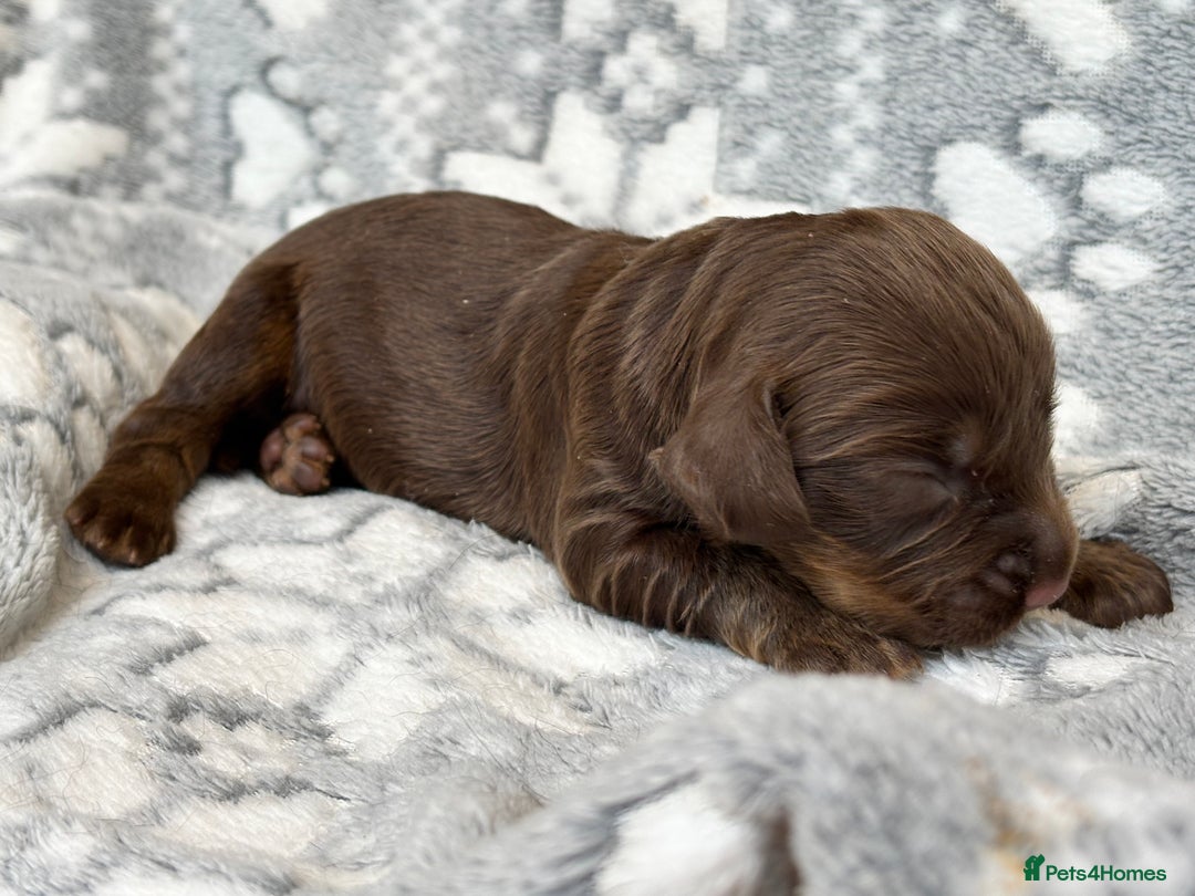 Cocker Spaniel dogs for sale: Champion bred KC health tested cockers  - Image 13