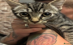 Mixed Breed cats for sale: Beautiful Brother and Sister kittens - Image 4