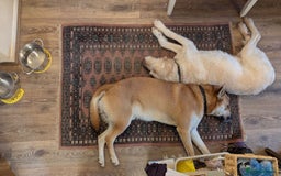 Mixed Breed dogs for sale: Odin. Sweet and beautiful crossbreed boy - Image 9