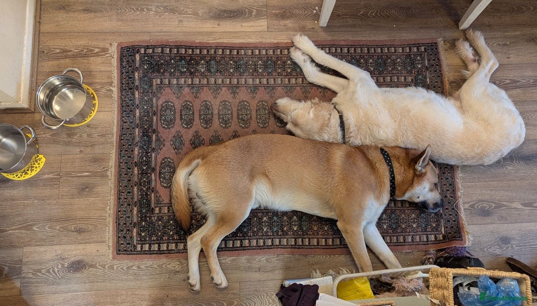 Mixed Breed dogs for sale: Odin. Sweet and beautiful crossbreed boy - Image 9